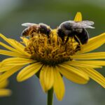 Monarchs may be doing better than thought, study suggests