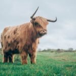 Exclusive: Florida’s largest ever Bull has been found